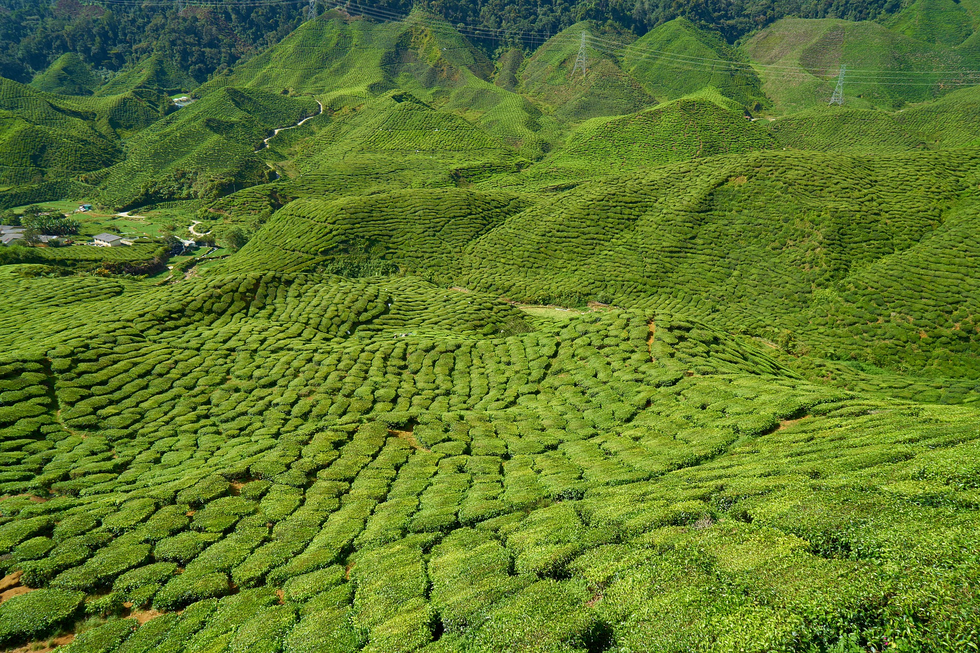 Artisan Teas