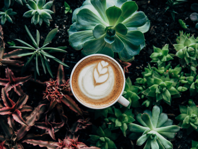 coffee-in-plants.webp